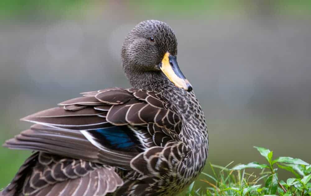 Yellow Billed Duck British Waterfowl Association