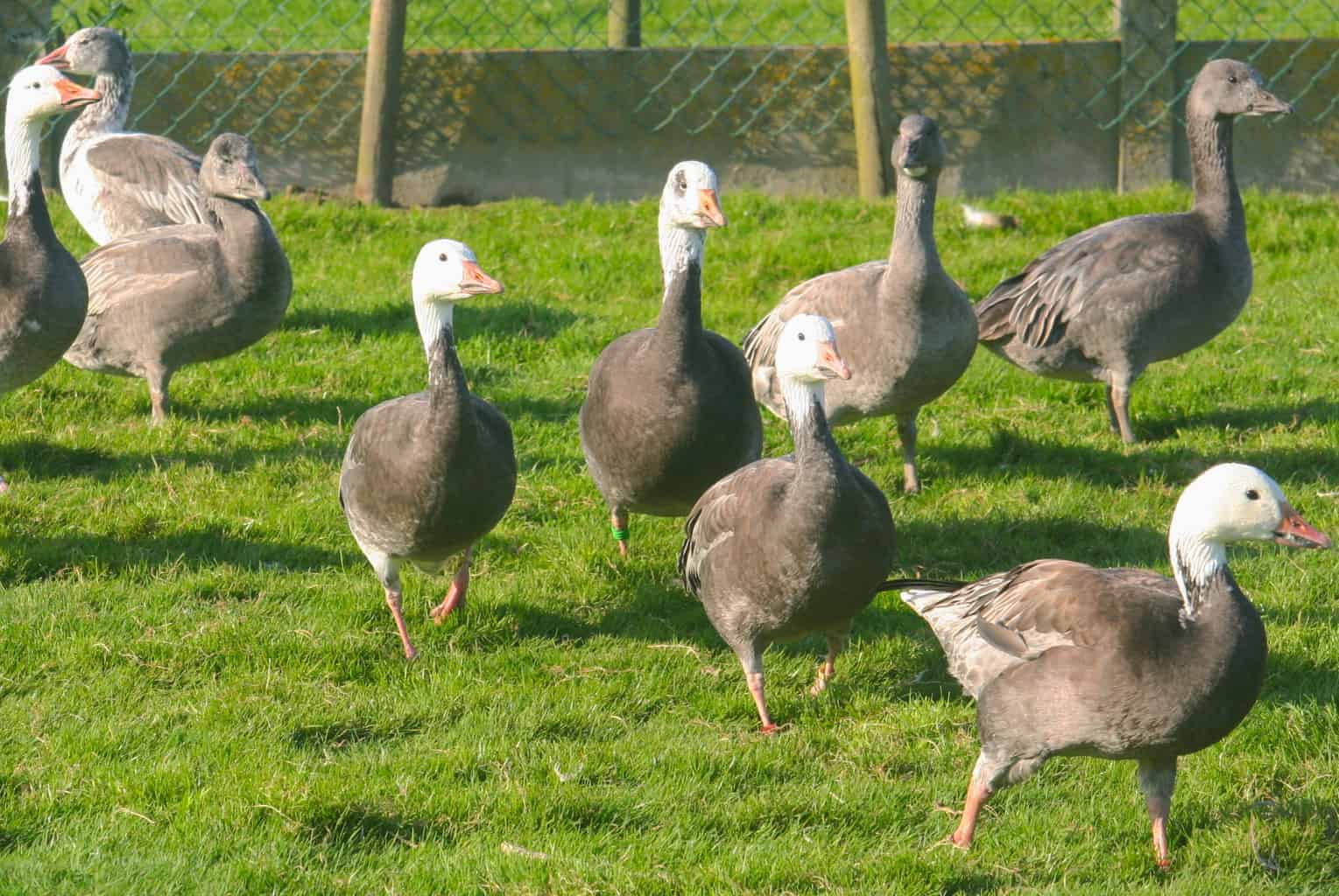 Snow Goose British Waterfowl Association