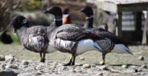 Brant Goose British Waterfowl Association