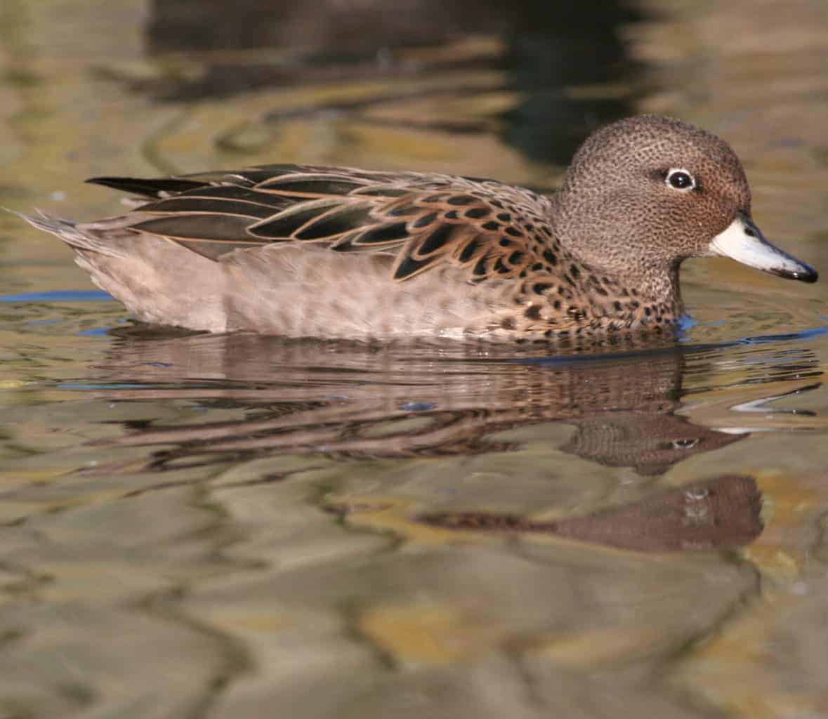 Yellow Billed Teal British Waterfowl Association