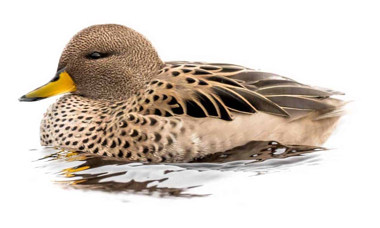 Yellow Billed Teal British Waterfowl Association