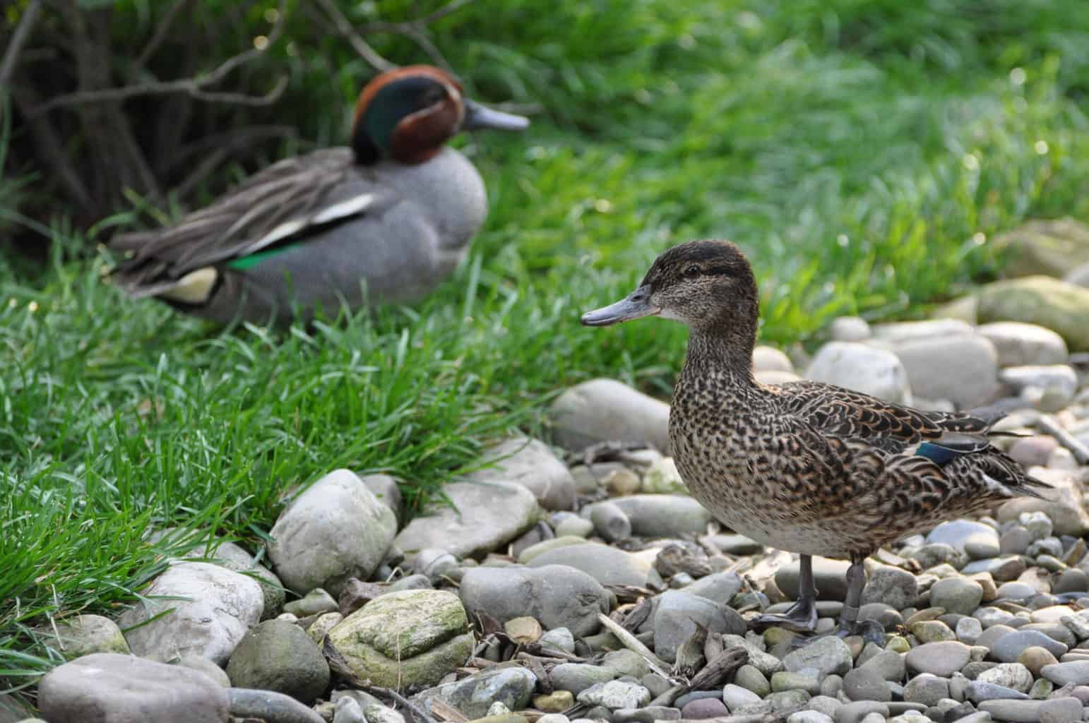 Eurasian Teal British Waterfowl Association