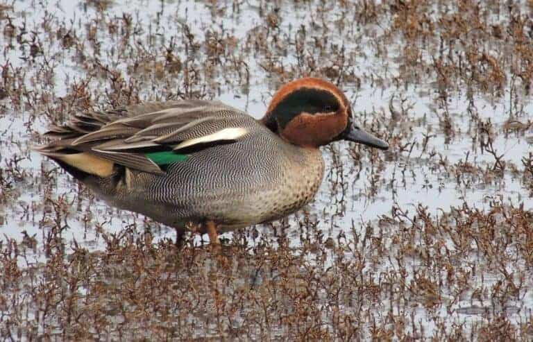 Eurasian Teal British Waterfowl Association