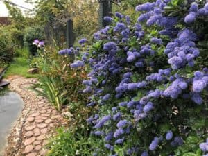 Ceanothus “Puget Blue” performs well every year