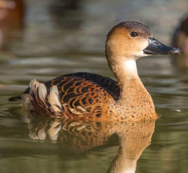 Wandering Whistling Duck - British Waterfowl Association