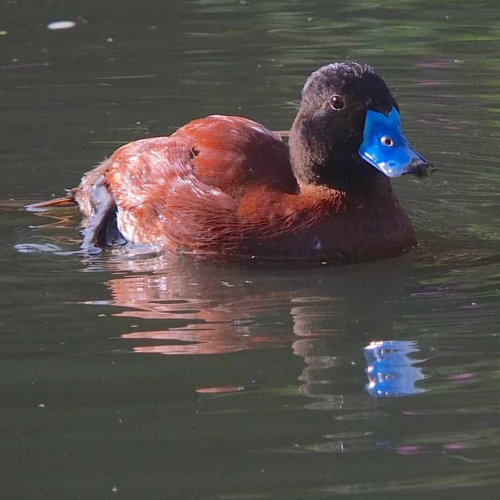 argentine-blue-billed-or-lake-duck-british-waterfowl-association