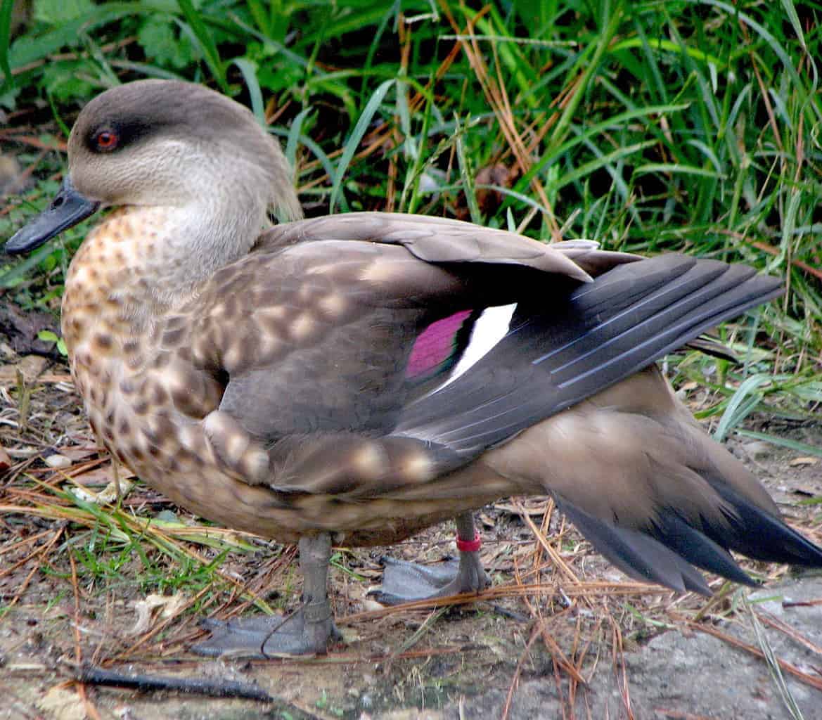 Crested Duck - British Waterfowl Association