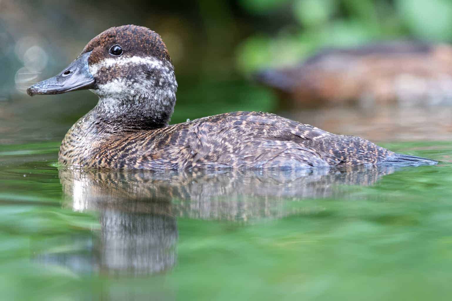 Argentine Blue-billed or Lake Duck - British Waterfowl Association