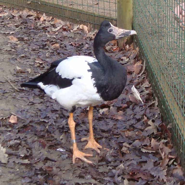 Magpie Geese - British Waterfowl Association