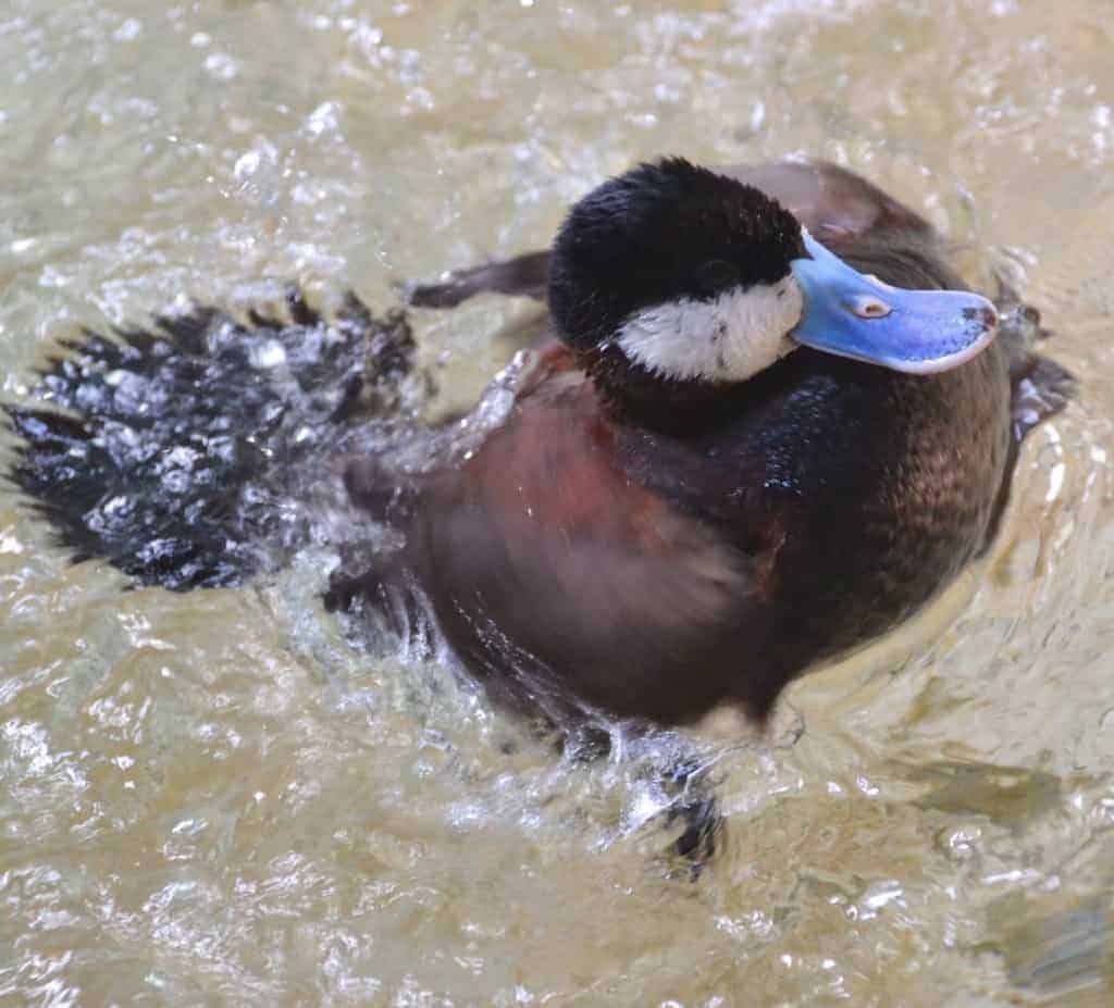 Specieswatch: 10 to 15 ruddy ducks left in UK after Europe-wide
