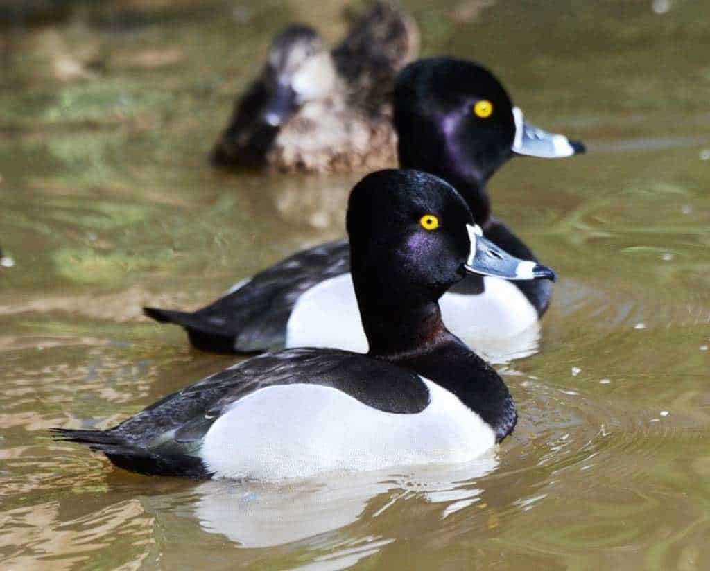Ring-necked Duck Pictures and Photos - Photography - Bird | Wildlife |  Nature - Christopher Taylor