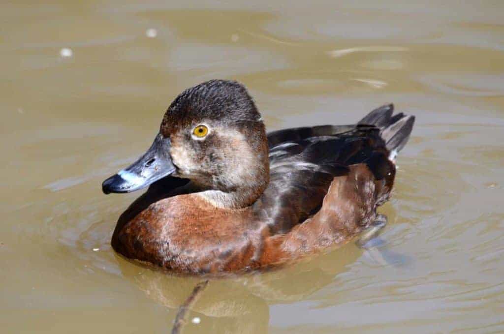 Female Ring-necked Duck With Three Catch Lights – Feathered Photography
