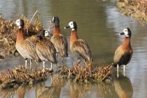 group of White-faced Whistling ducks