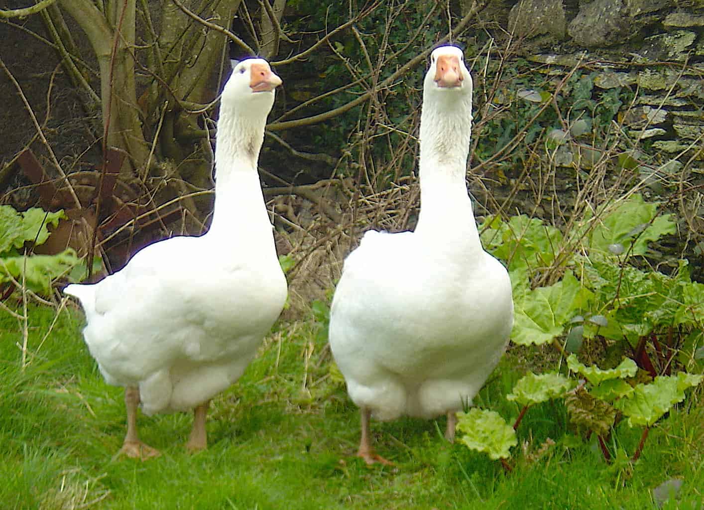 Embden Goose - British Waterfowl Association