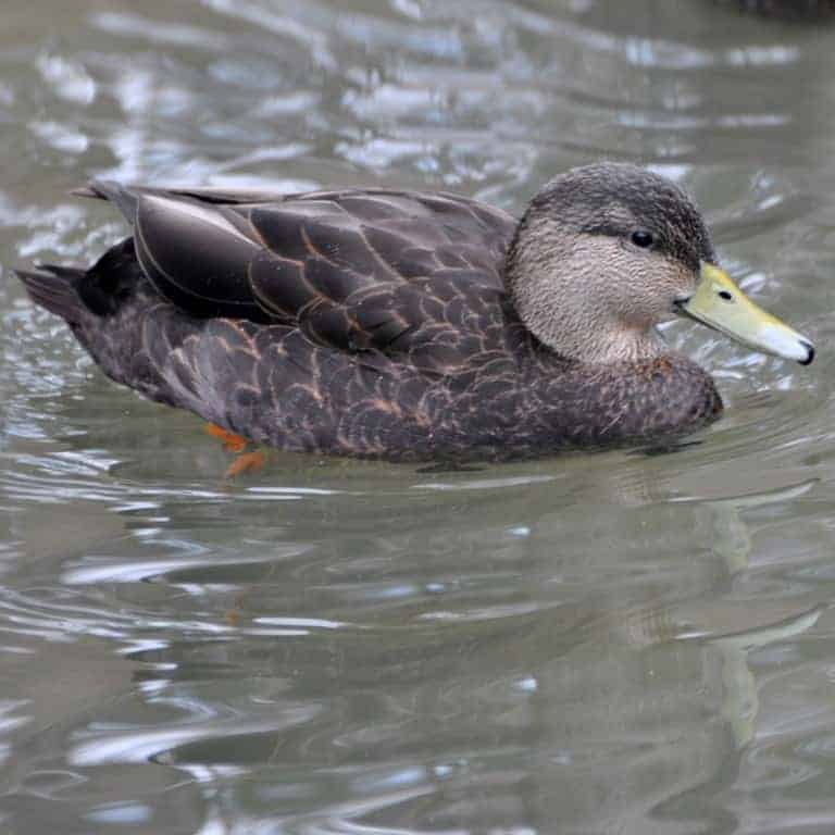 Waterfowl A to F - British Waterfowl Association