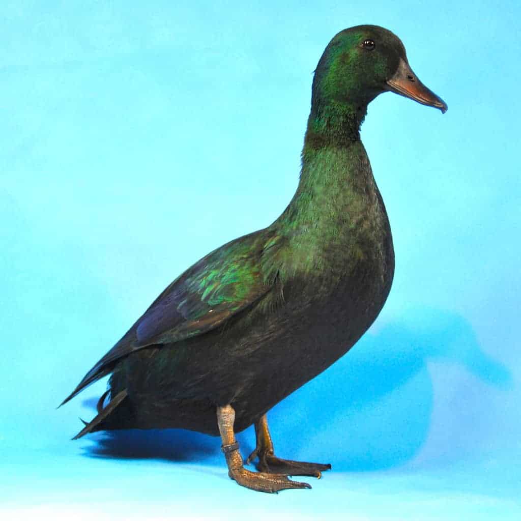 miniature duck breeds