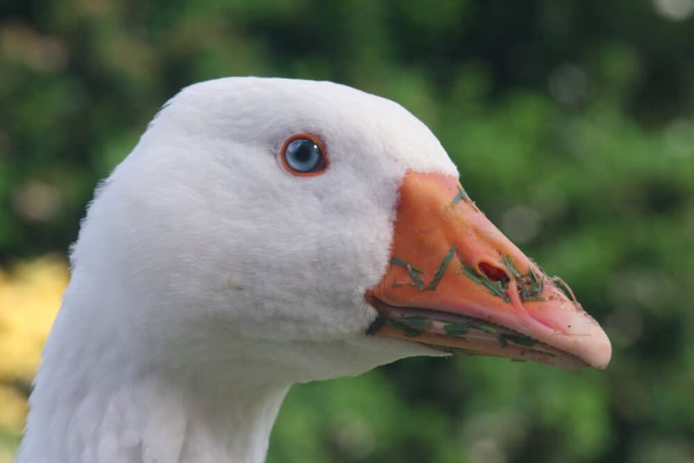 Roman Goose - British Waterfowl Association