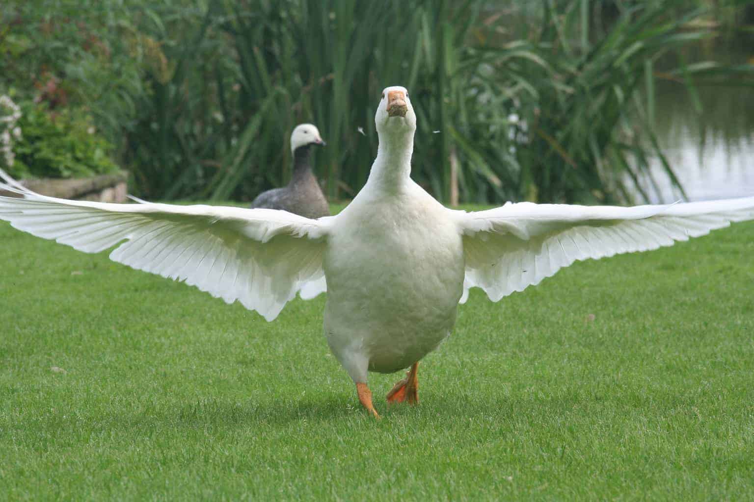 Roman Goose - British Waterfowl Association