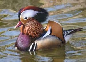 Mandarin drake