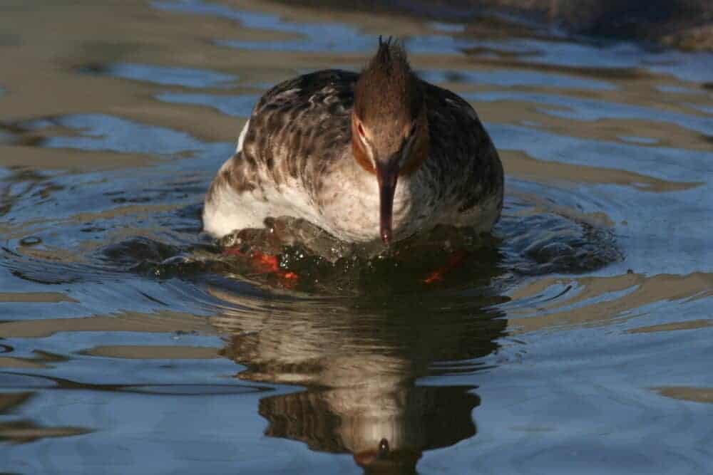 Red Breasted Merganser British Waterfowl Association   Red Breasted Merganser F MJ E1593630147398 