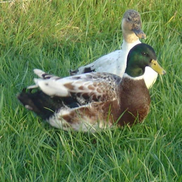 Bantam Ducks - British Waterfowl Association