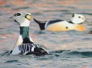 2 Steller's Eiders swimming