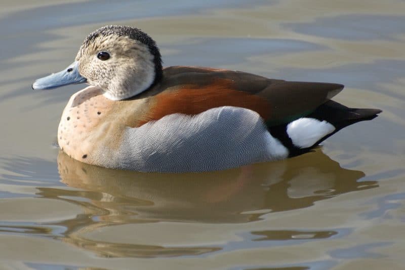 Ringed Teal - British Waterfowl Association