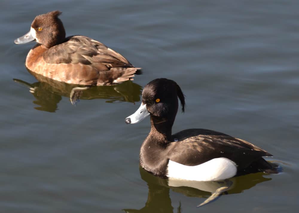 Tufted Duck - British Waterfowl Association