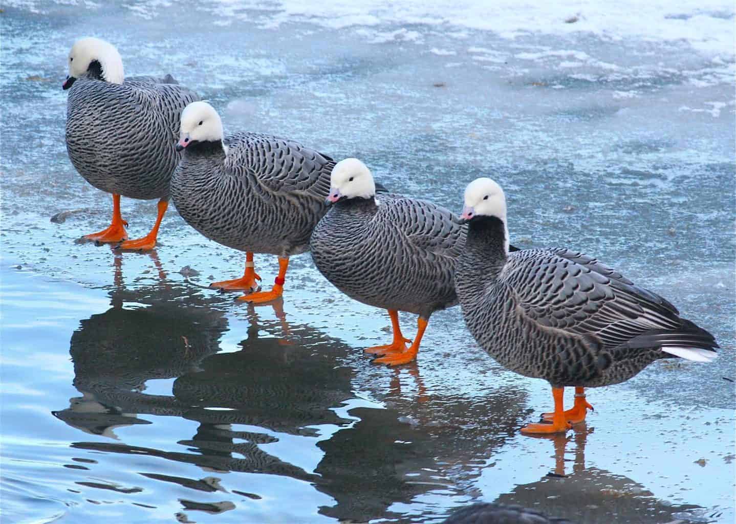 Emperor Goose - British Waterfowl Association