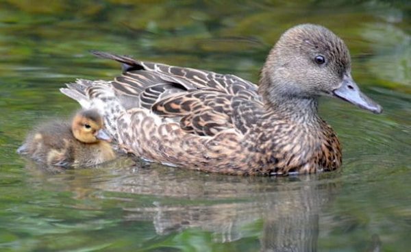 Falcated Duck - British Waterfowl Association