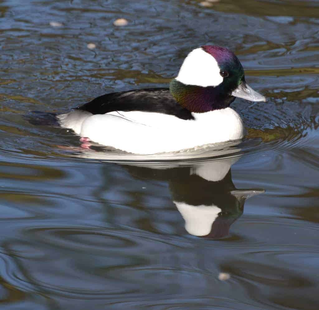 Bufflehead drake swimming