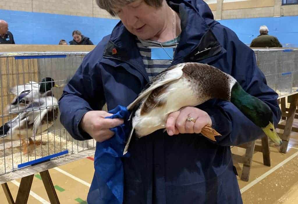 A drake gets a gentle polish before penning