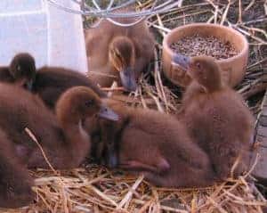 A group of ducklings; some could be Khaki Campbells but one certainly is not.