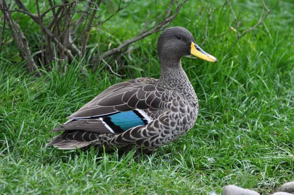 Yellow-billed Duck - British Waterfowl Association