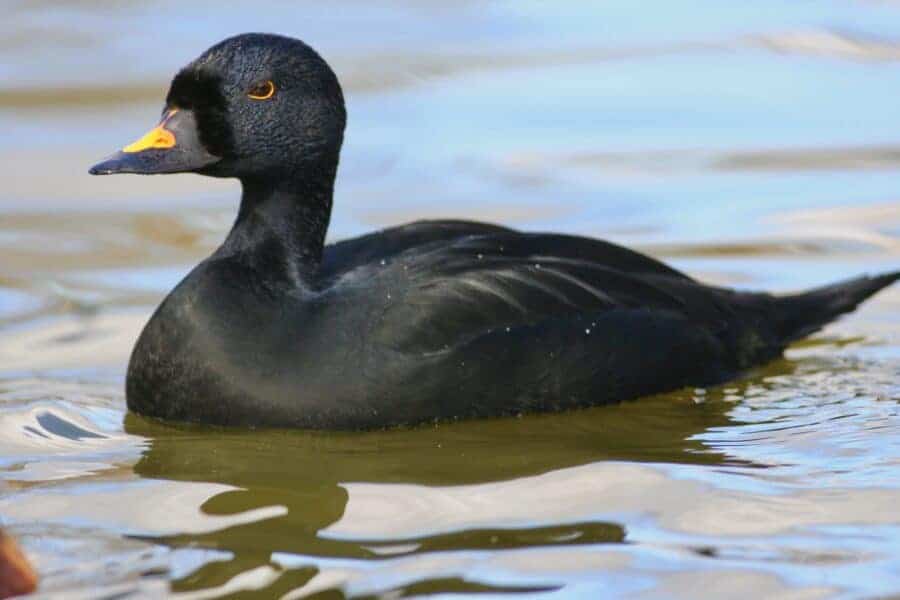 Common Scoter - British Waterfowl Association