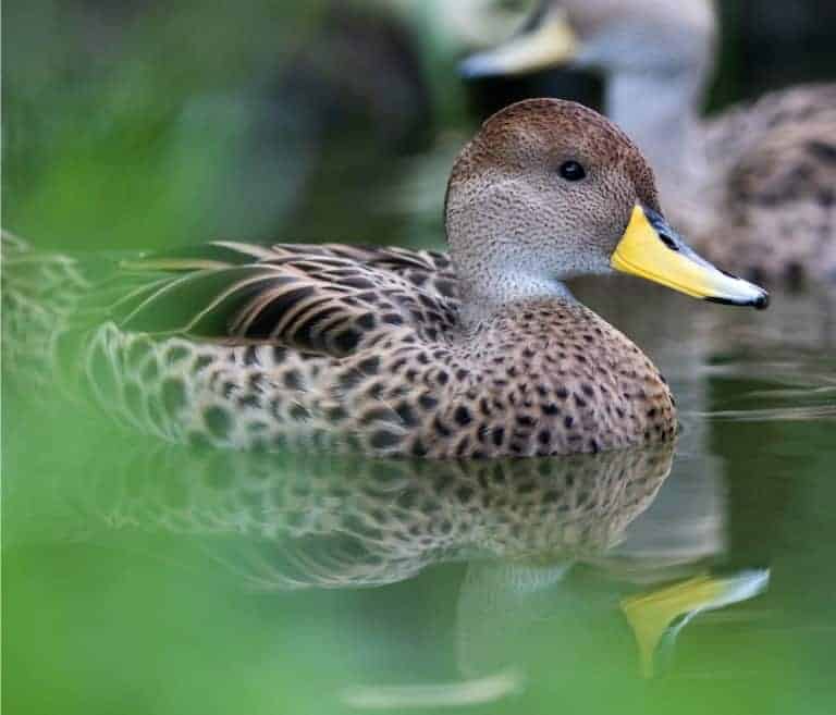 Yellow-billed Pintail - British Waterfowl Association