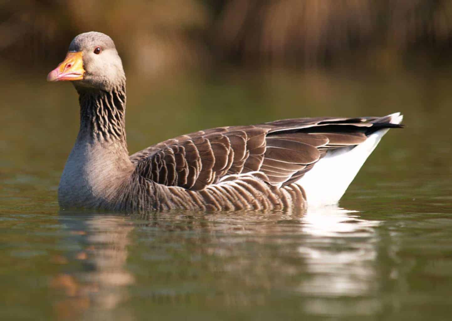 Greylag Goose - British Waterfowl Association