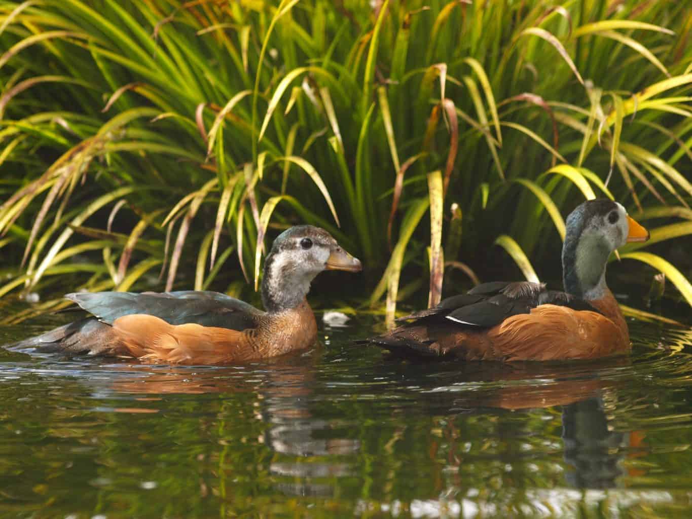 African Pygmy Goose - British Waterfowl Association