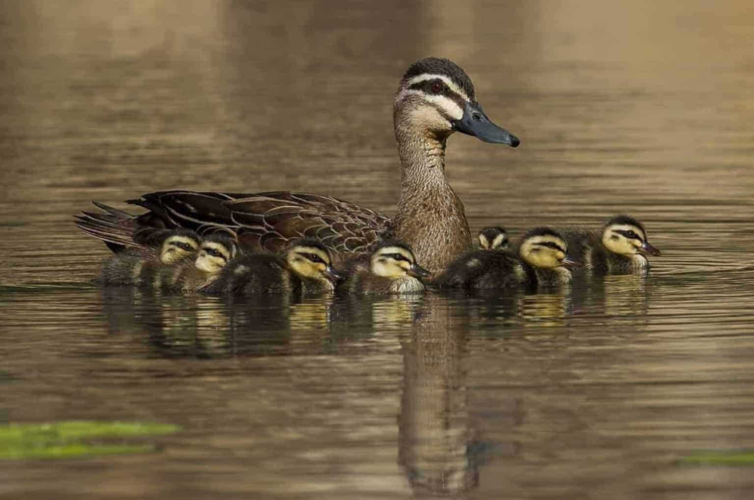 Pacific Black Duck British Waterfowl Association