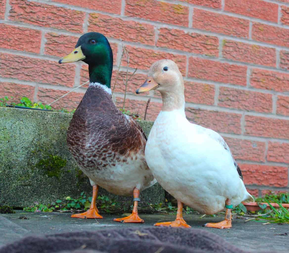 Silver Bantam - British Waterfowl Association