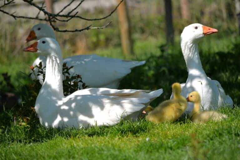 Roman Goose - British Waterfowl Association