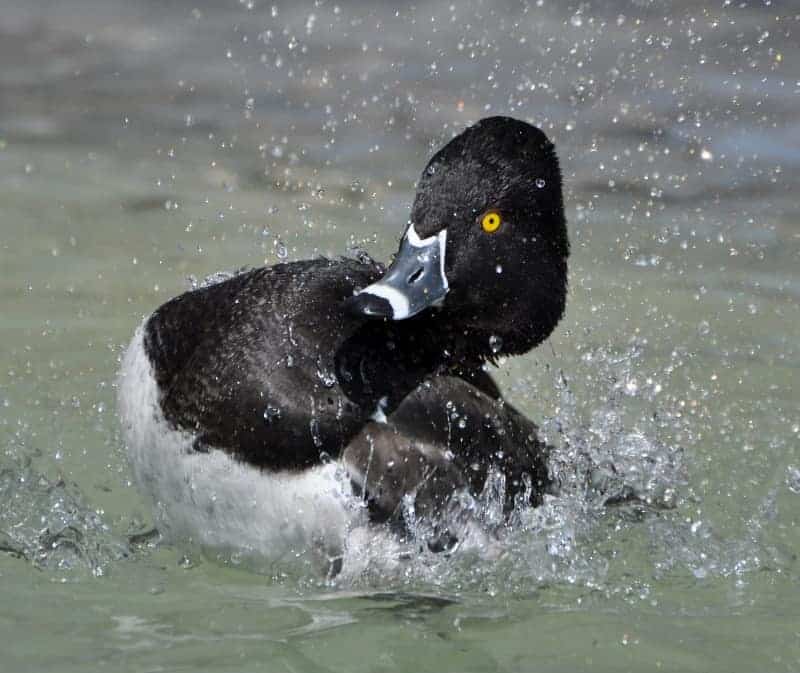Similar Species to Ring-necked Duck, All About Birds, Cornell Lab of  Ornithology