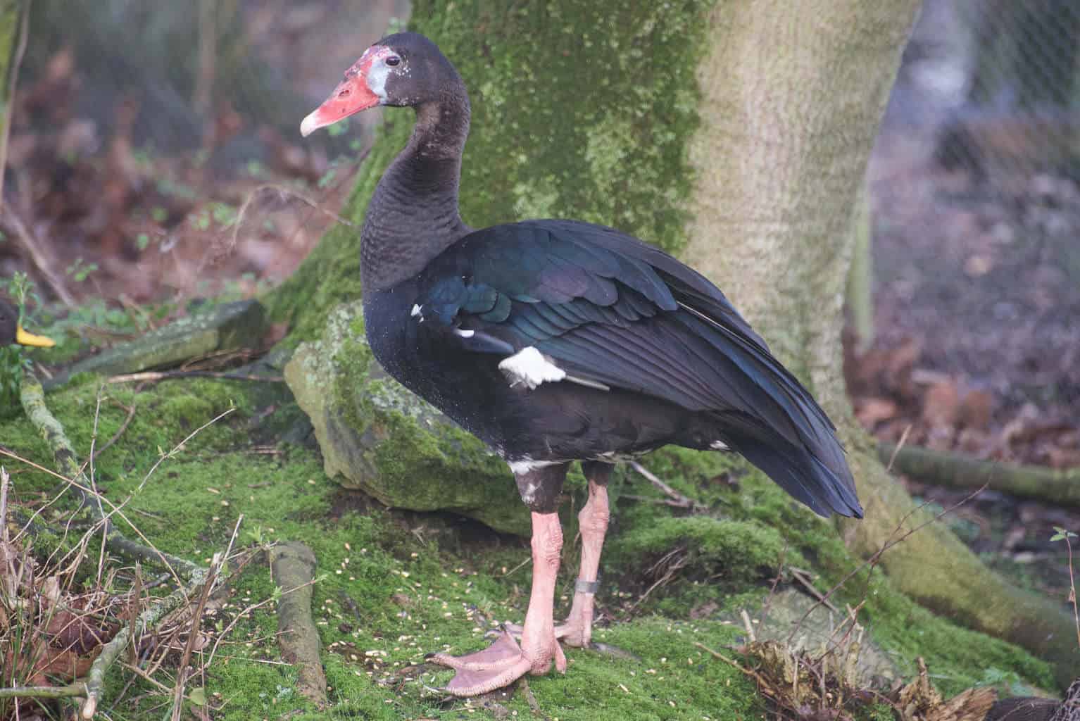 Spur-winged Goose - British Waterfowl Association