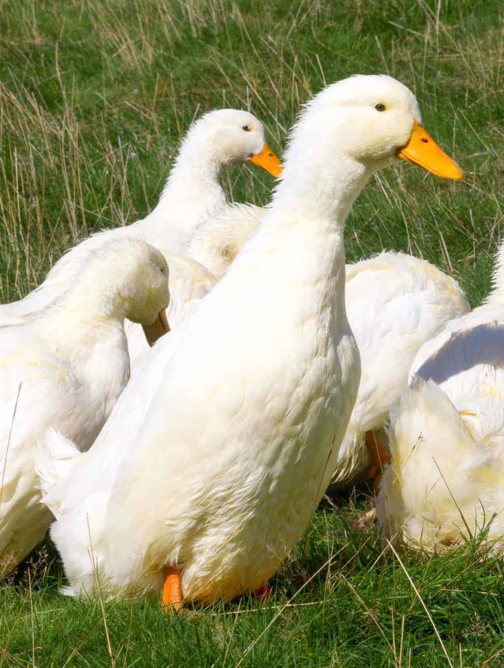 Pekin - British Waterfowl Association