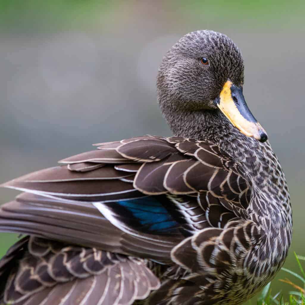 BWA British Waterfowl Association — UK charity no 263156