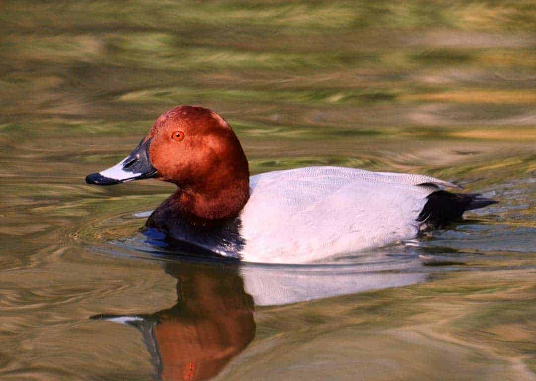 Common Pochard - British Waterfowl Association