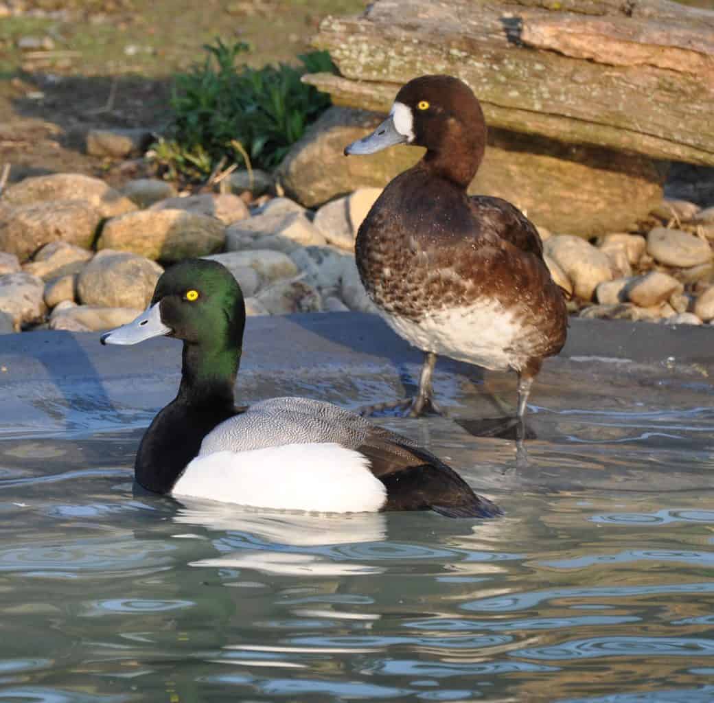 Greater Scaup - British Waterfowl Association