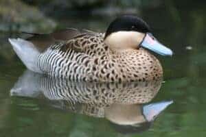 Silver Teal