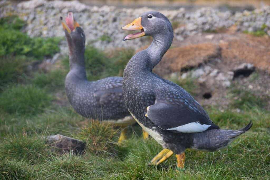 Magellanic Sreamerduck