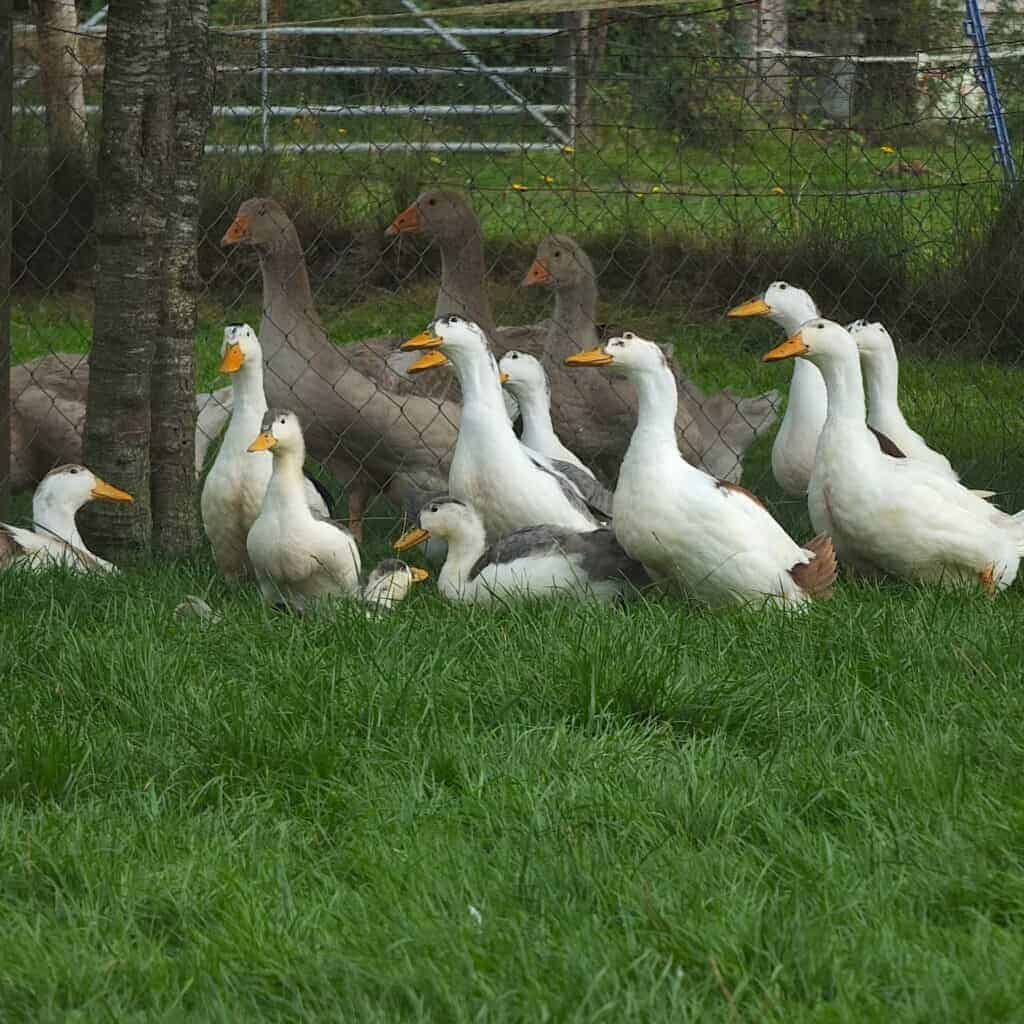 Magpie Ducks lookingup